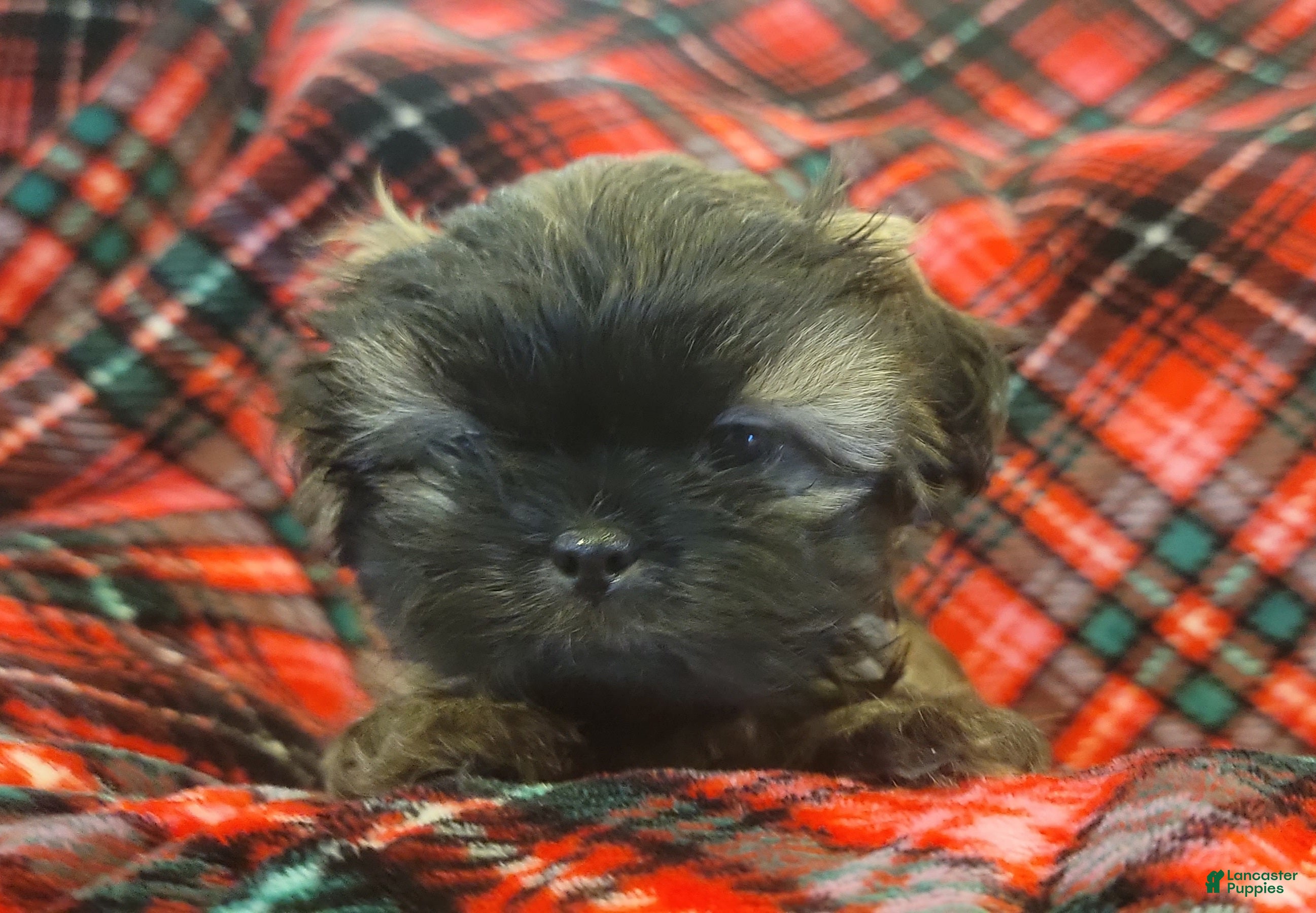 Shih Tzu dogs COOPER, Shih Tzu, Male, 9 weeks, AKC Champion Blood Line - Ad 32