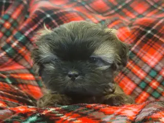 Shih Tzu dogs COOPER, Shih Tzu, Male, 10 weeks, AKC Champion Blood Line - Ad 2