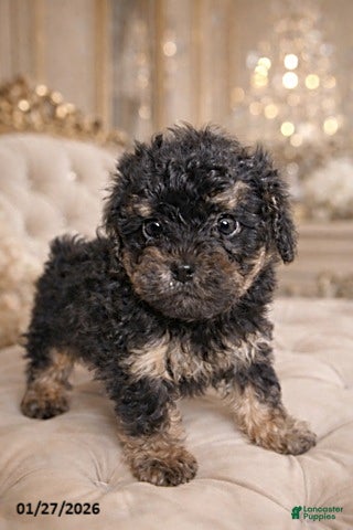 Yorkiepoo dogs Abby - Ad 25