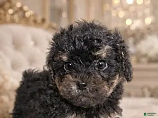 Yorkiepoo dogs Abby - Ad 25