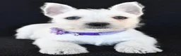 West Highland Terrier dogs for sale: Kara - Ad 4