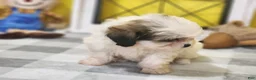 Teddy Bear dogs for sale: Curtis - Ad 9