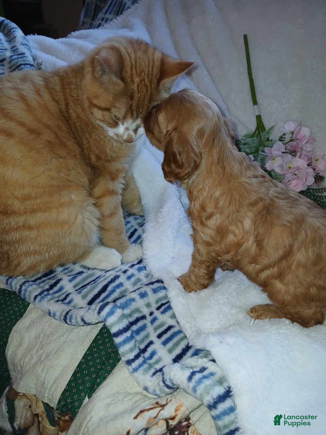 Cavapoo dogs for sale: Cathy - Ad 9