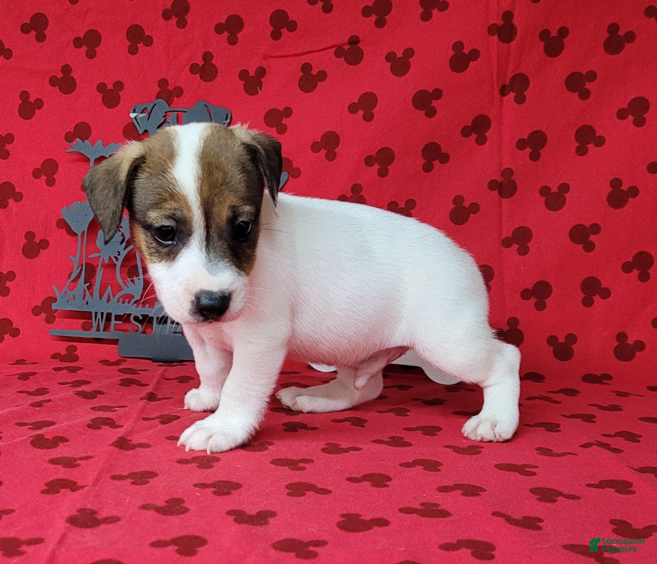 Jack Russell Terrier dogs Pax CKC male Delivery Available  - Ad 2