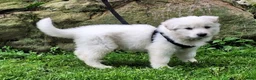 German Shepherd dogs for sale: German Shepherd Puppy 5 - Ad 3