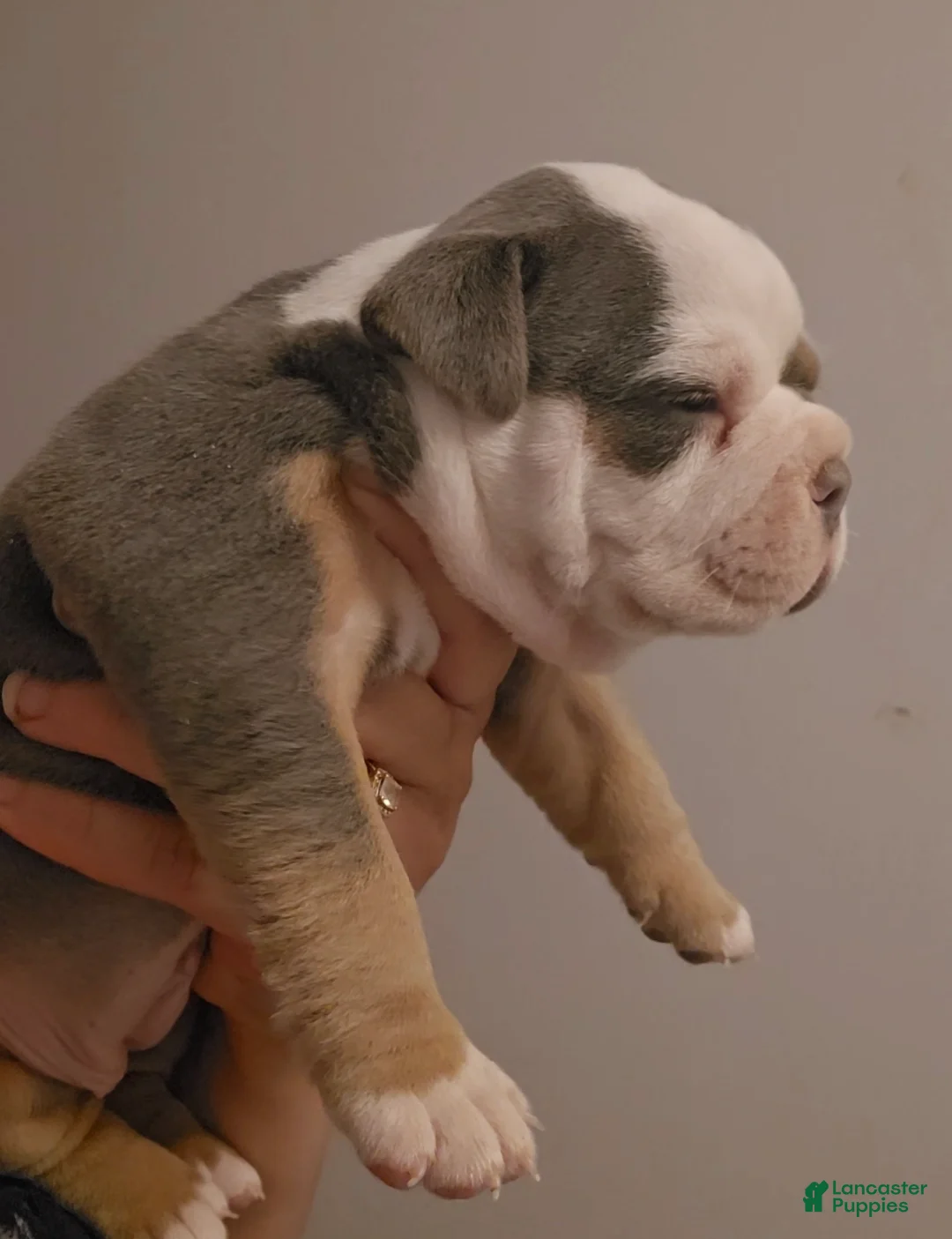 Olde English Bulldogge dogs for sale: Olde English Bulldogge Puppy 3 - Ad 2