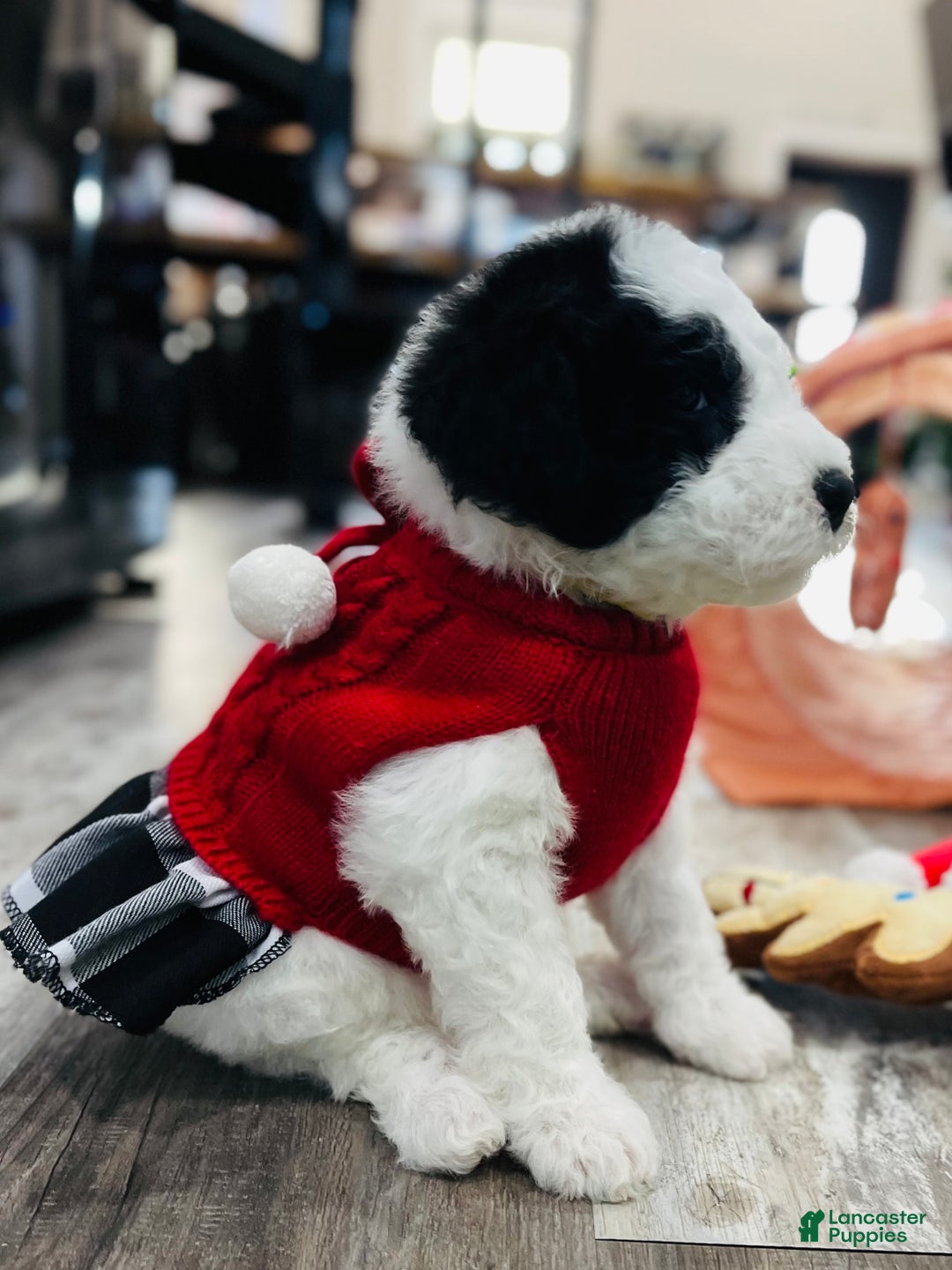 Sheepadoodle dogs for sale: Sheepadoodle Puppy 5 - Ad 2