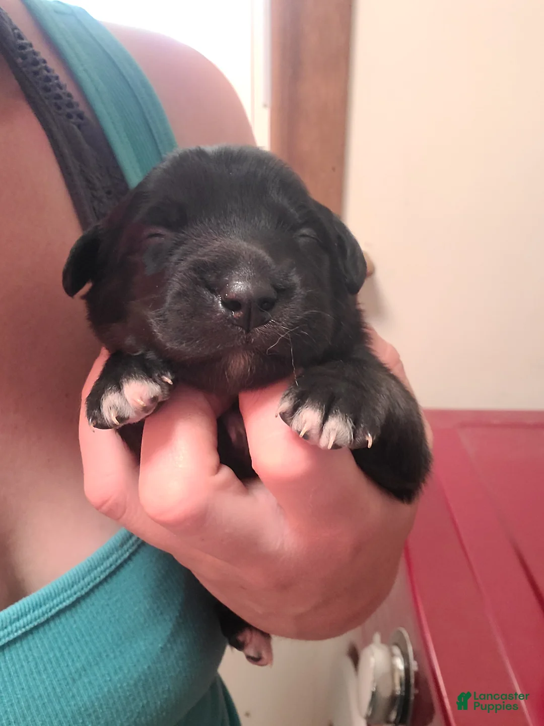 Mixed Breed dogs for sale: M&M - Ad 2