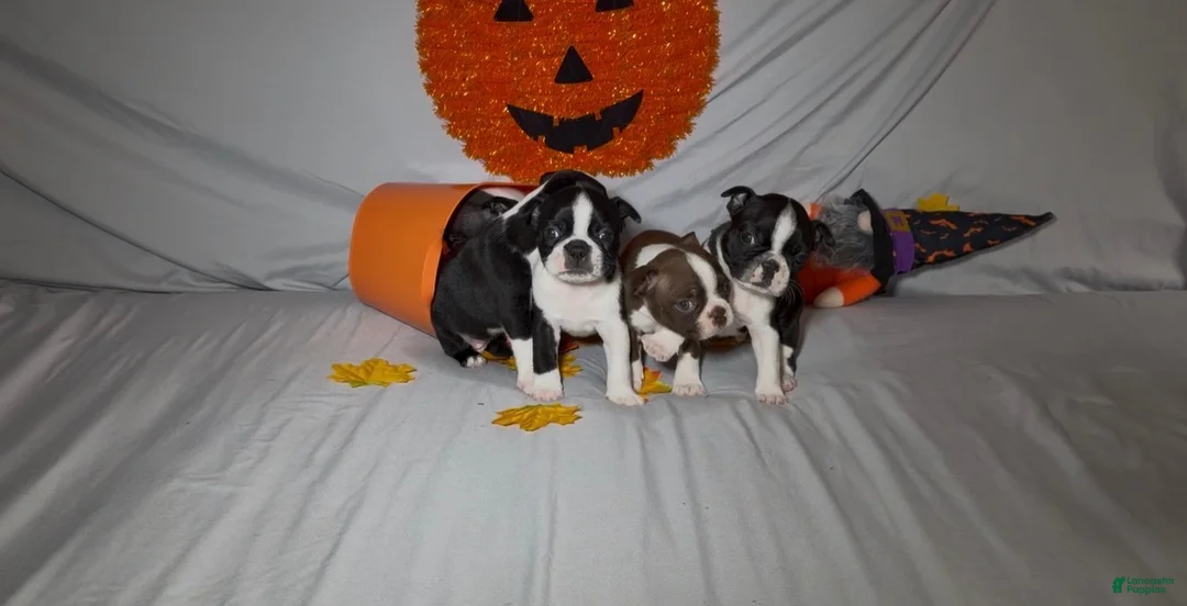 Boston Terrier dogs for sale: Lando - Ad 6