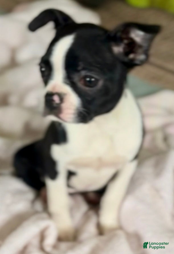 Boston Terrier dogs Minka - Ad 11