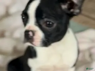 Boston Terrier dogs Minka - Ad 10
