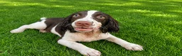 English Springer Spaniel dogs for sale: Rocky - Ad 5