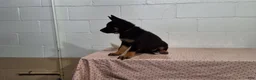 German Shepherd dogs for sale: Boomer - Ad 5