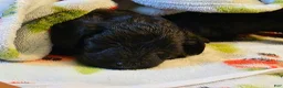 Yorkiepoo dogs for sale: Russell - Ad 4