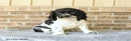 Cocker Spaniel dogs for sale: Charlie - Ad 1