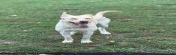Gerberian Shepsky dogs for sale: Zenzi - Ad 3