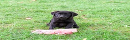 Labrador Retriever dogs for sale: Estelle - Ad 2