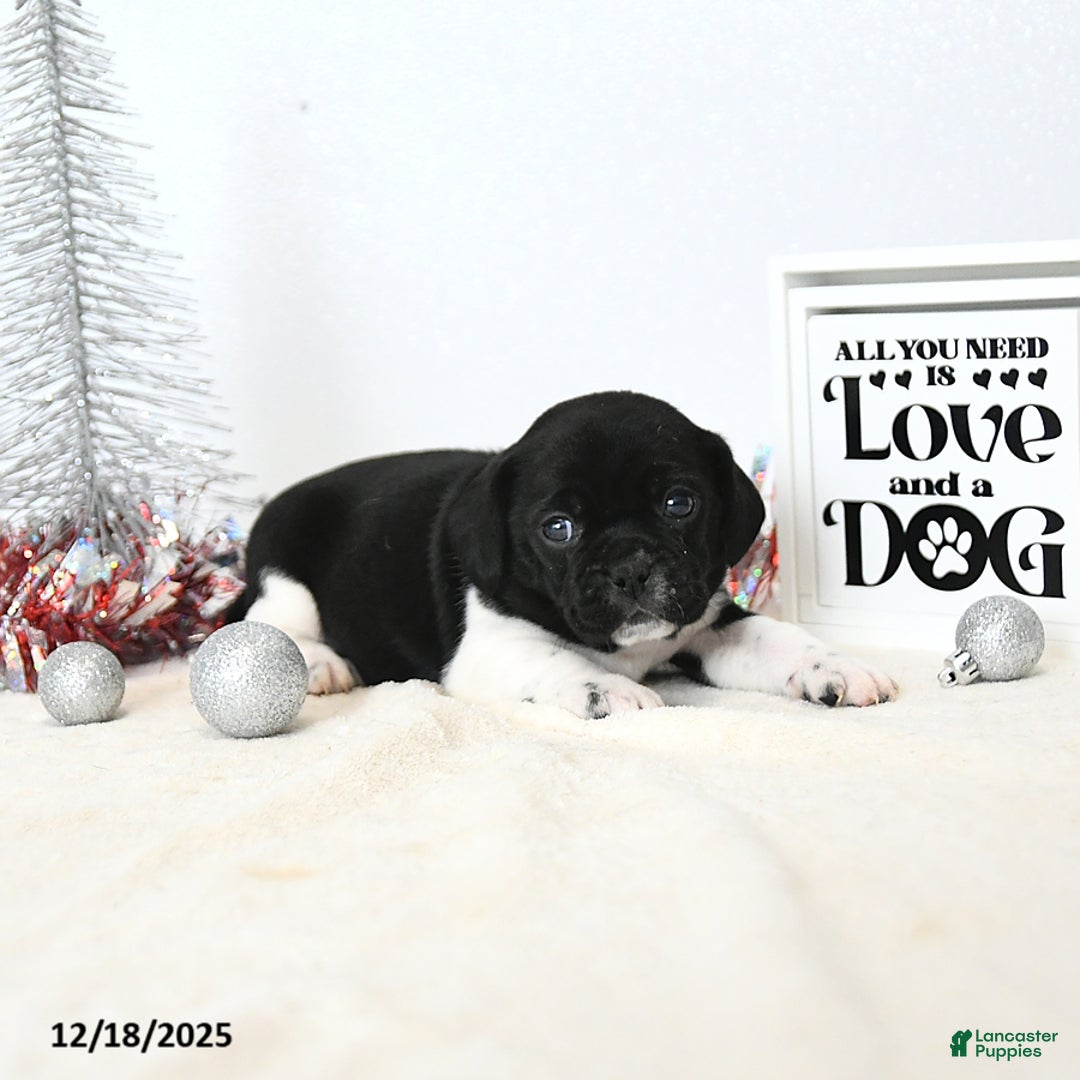 Puggle dogs for sale: Greta - Ad 4