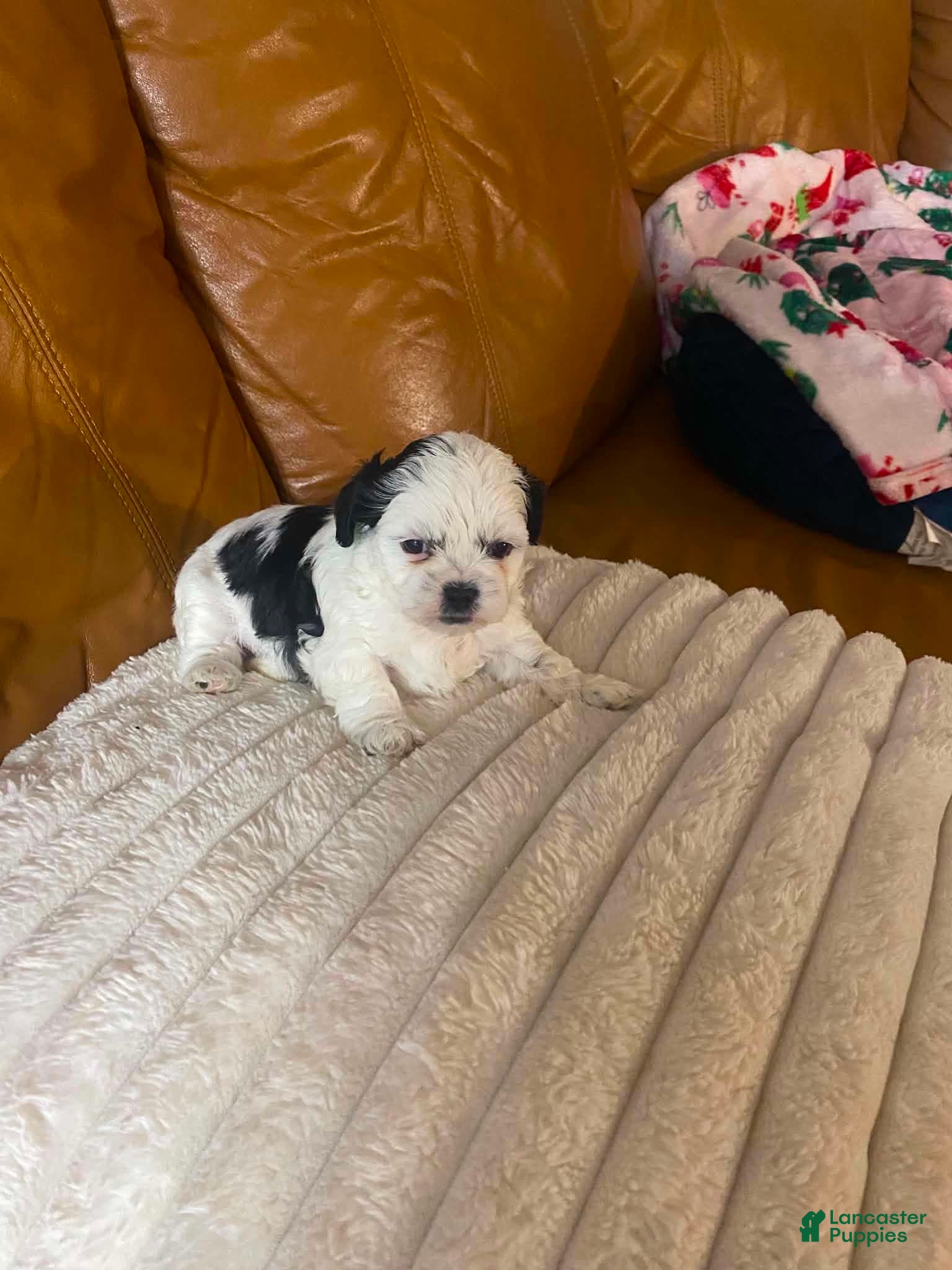 Shih Tzu dogs Shih Tzu Puppy 1 - Ad 24
