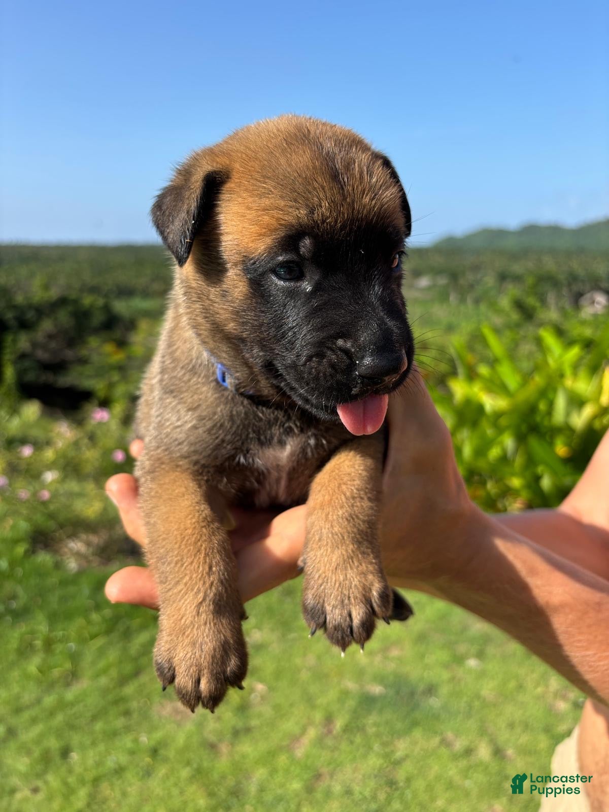 Belgian Malinois dogs Belgian Malinois 2 (Gruby aka Fatty)  - Ad 40