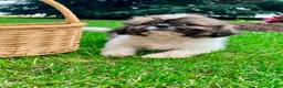 Shih Tzu dogs for sale: Jade - Ad 6