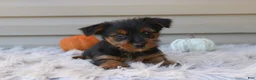 Yorkshire Terrier dogs for sale: Scotty - Ad 8