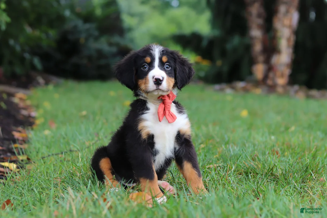 Bernese Mountain Dog dogs for sale: Bruno - Ad 2