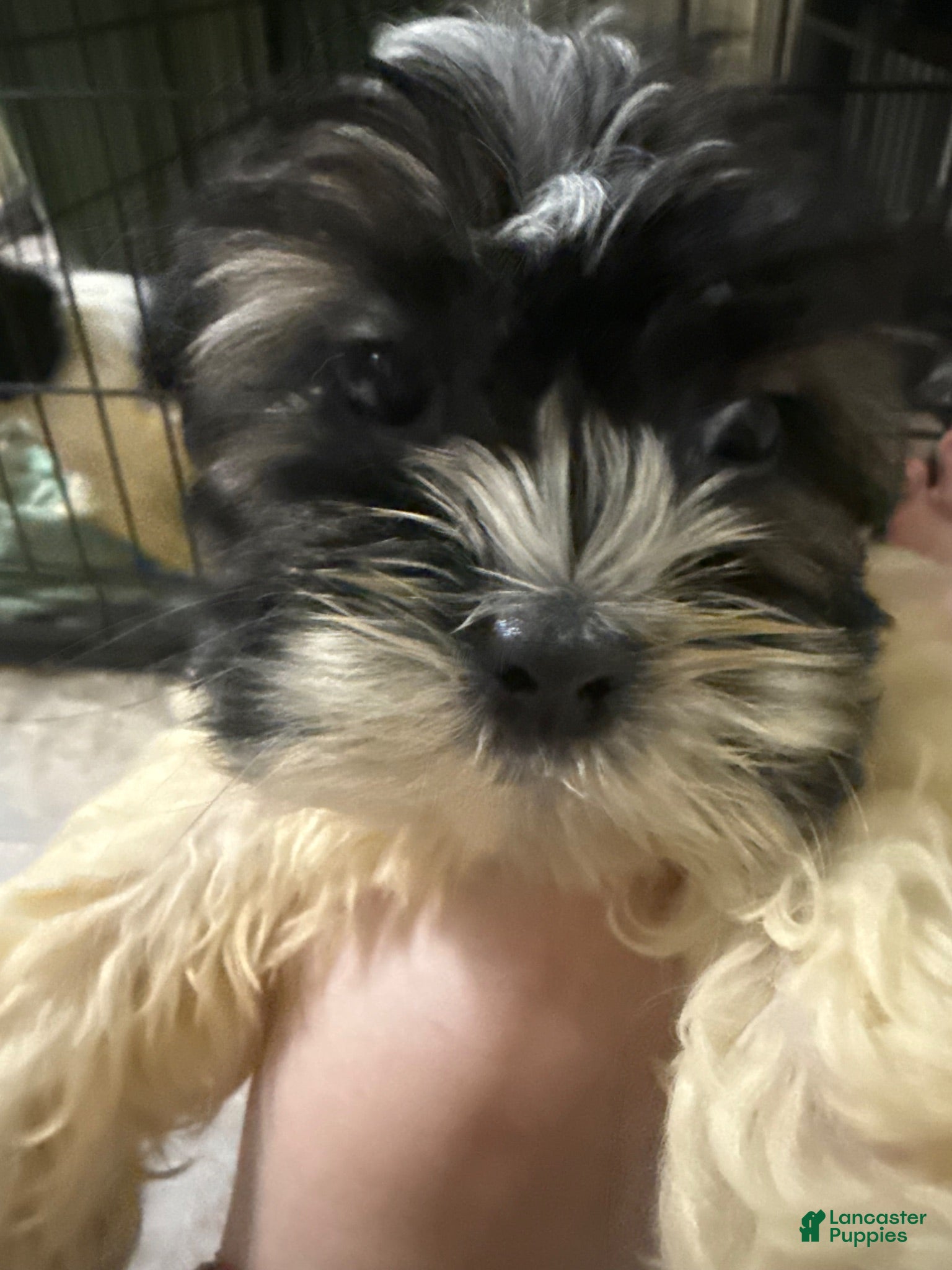 Mixed Breed dogs Mixed Breed 3 - Ad 1
