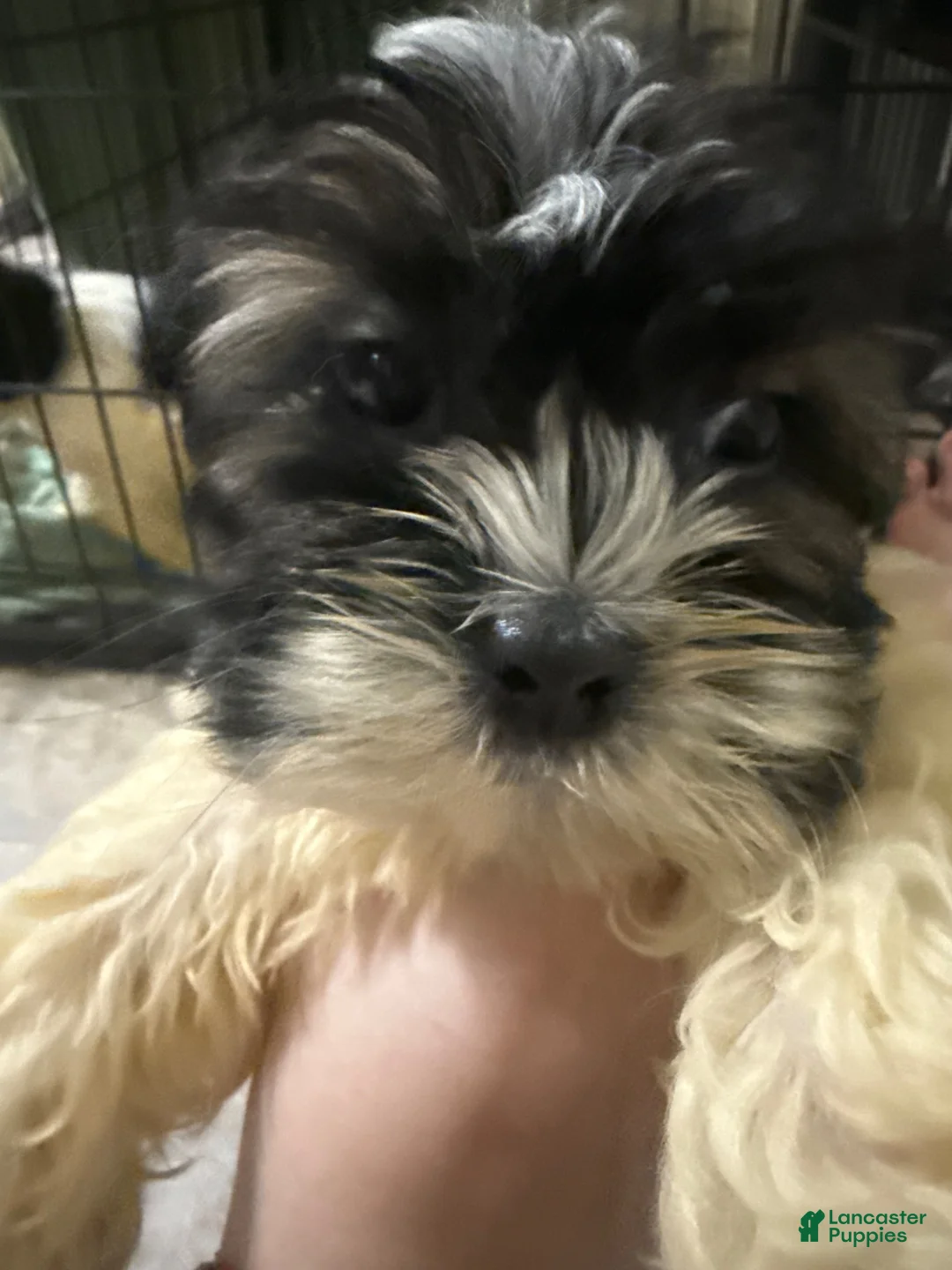 Mixed Breed dogs for sale: Mixed Breed 3 - Ad 1