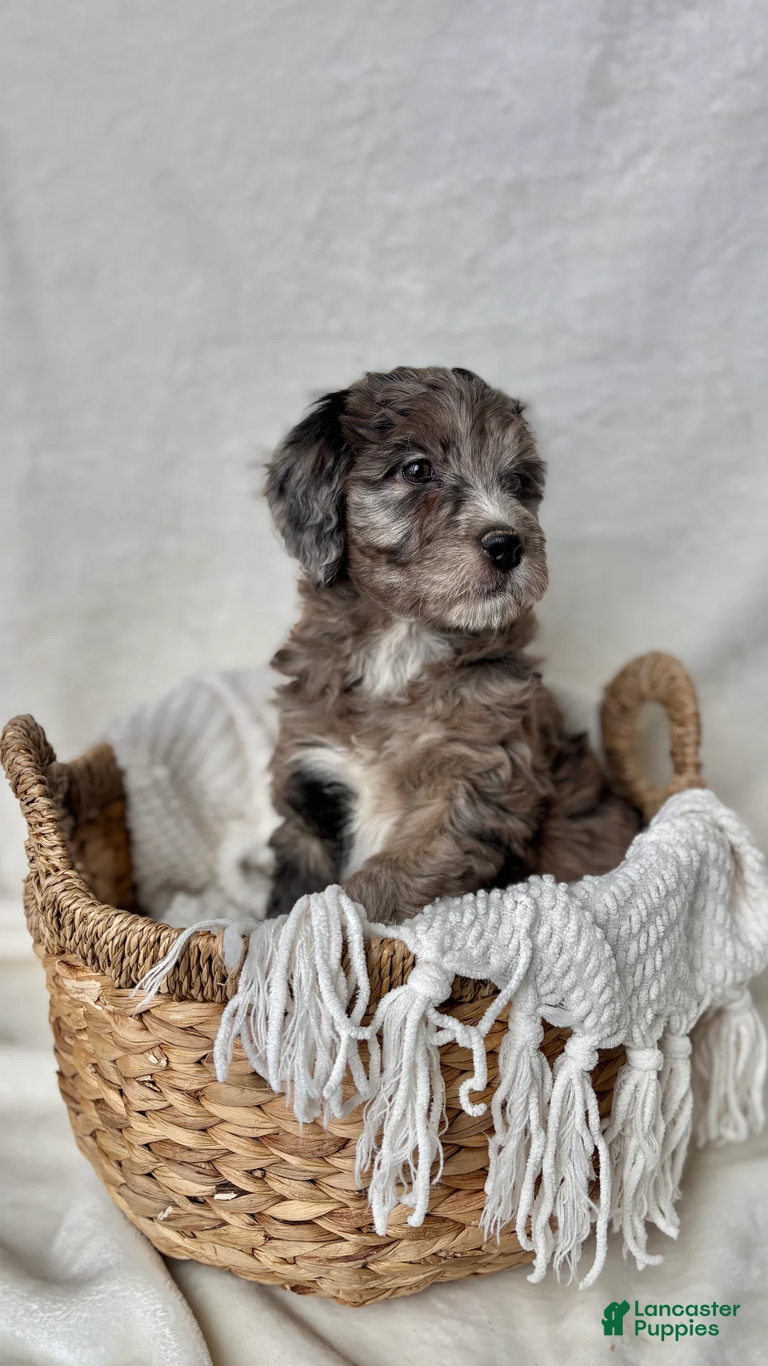 Bernedoodle dogs for sale: Bella - Ad 6