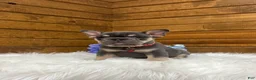French Bulldog dogs for sale: Cooper - Ad 4