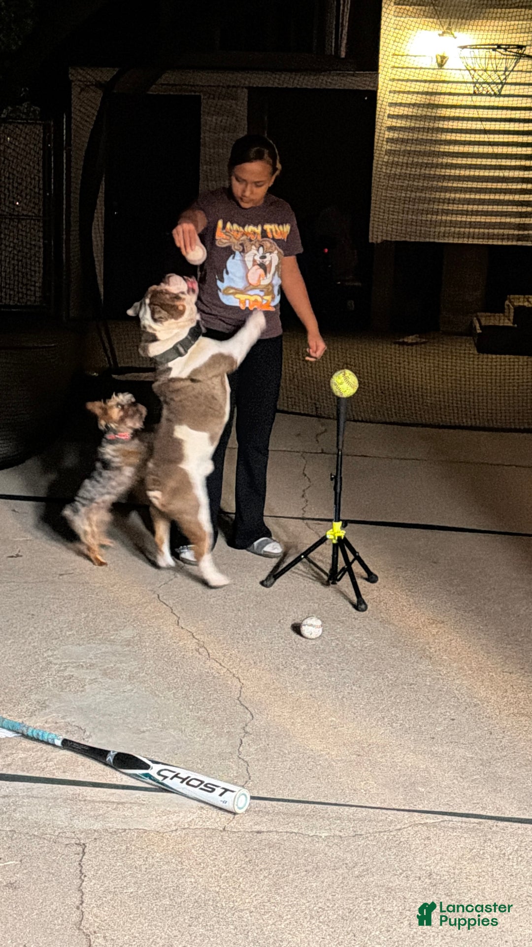 Gallery Image {{count}}