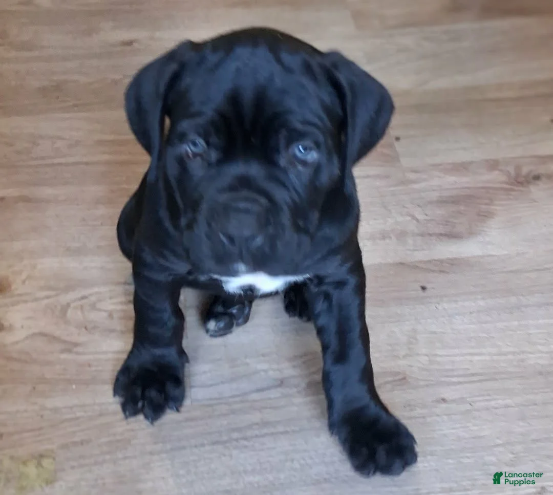 Cane Corso dogs for sale: Cane Corso 7 - Ad 1