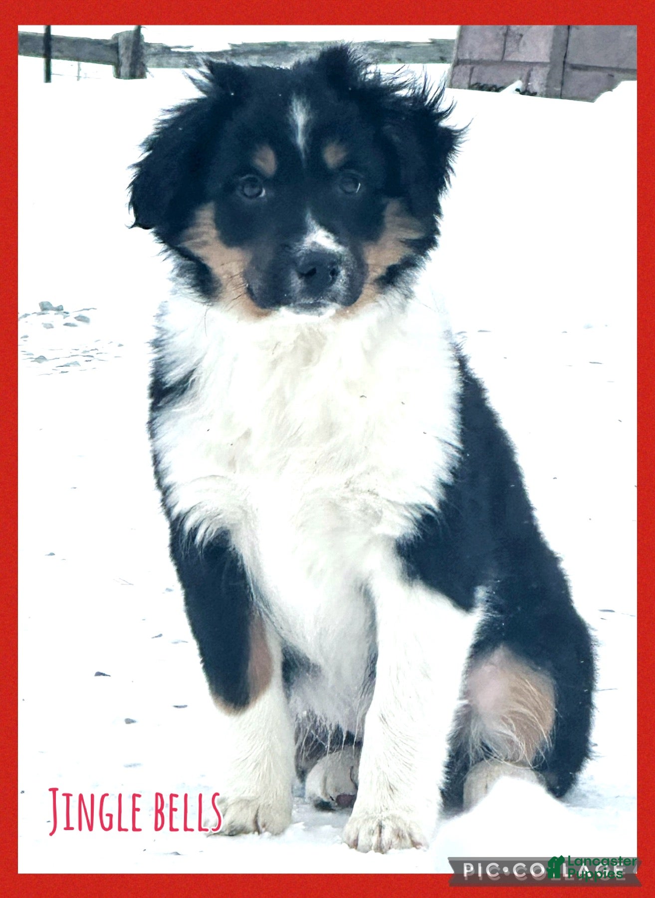 Miniature Australian Shepherd dogs Dasher - Ad 25