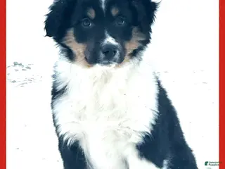 Miniature Australian Shepherd dogs Dasher - Ad 25