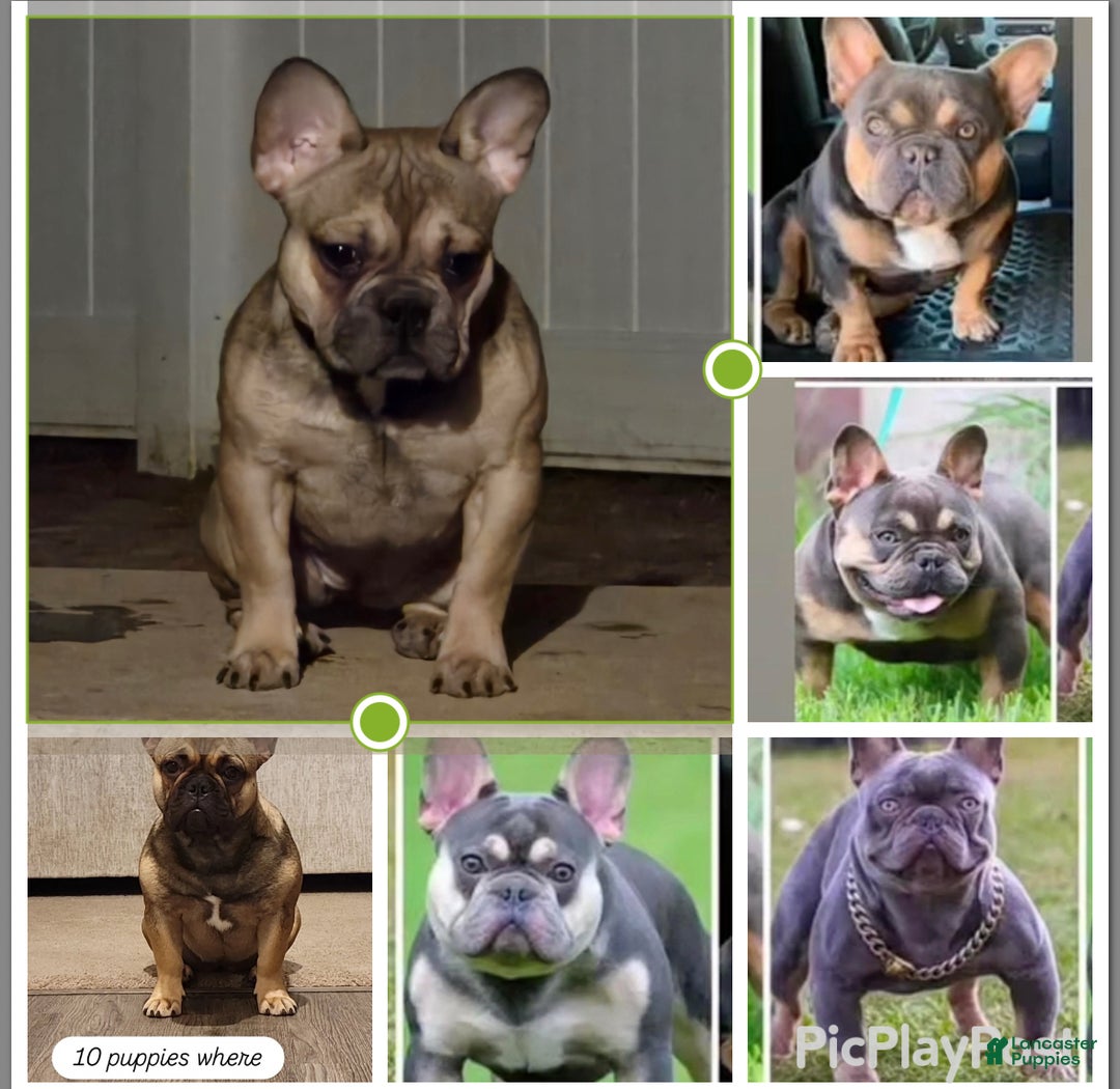 Gallery Image {{count}}