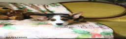 Welsh Corgi Pembroke dogs for sale: Nickle  - Ad 9