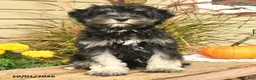 Miniature Schnauzer dogs for sale: Perlie - Ad 1