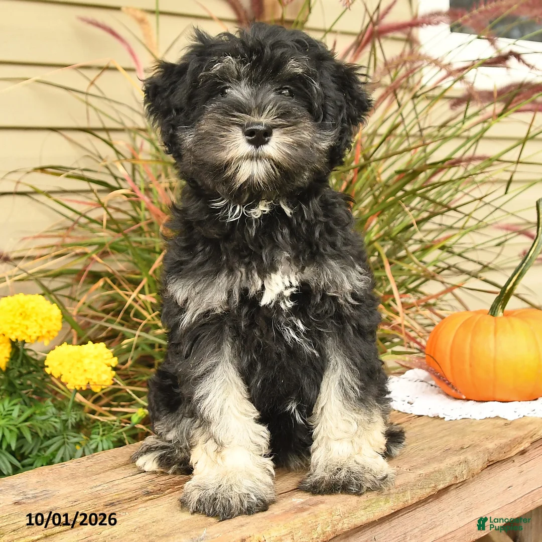 Miniature Schnauzer dogs for sale: Perlie - Ad 1