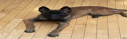 Belgian Malinois dogs for sale: Belgian Malinois 1 - Ad 5