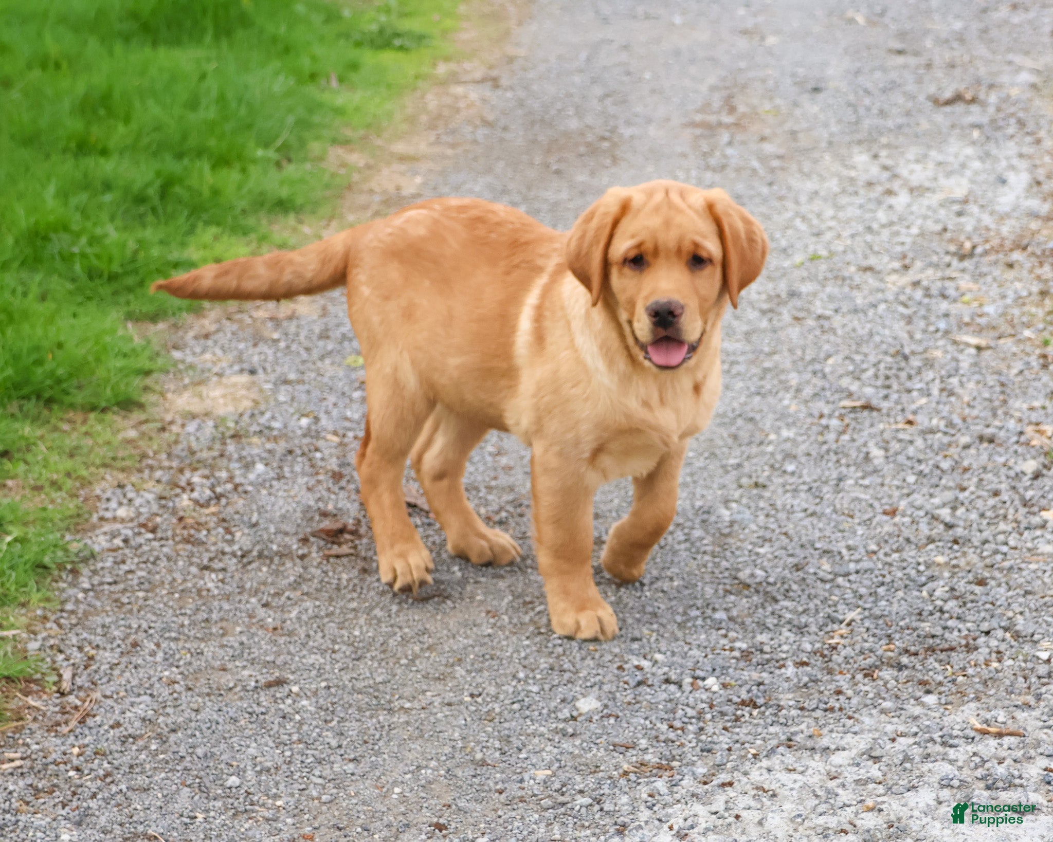 Labrador Retriever dogs Eddie - Ad 1