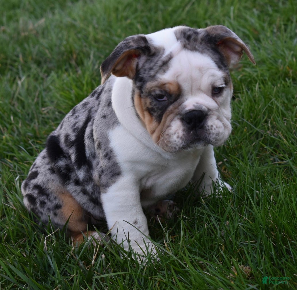 Beabull dogs Trixie  - Ad 2