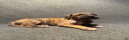 Great Dane dogs for sale: Orange Collar - Ad 3