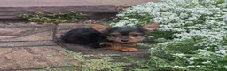 Yorkshire Terrier dogs for sale: Yellar - Ad 2