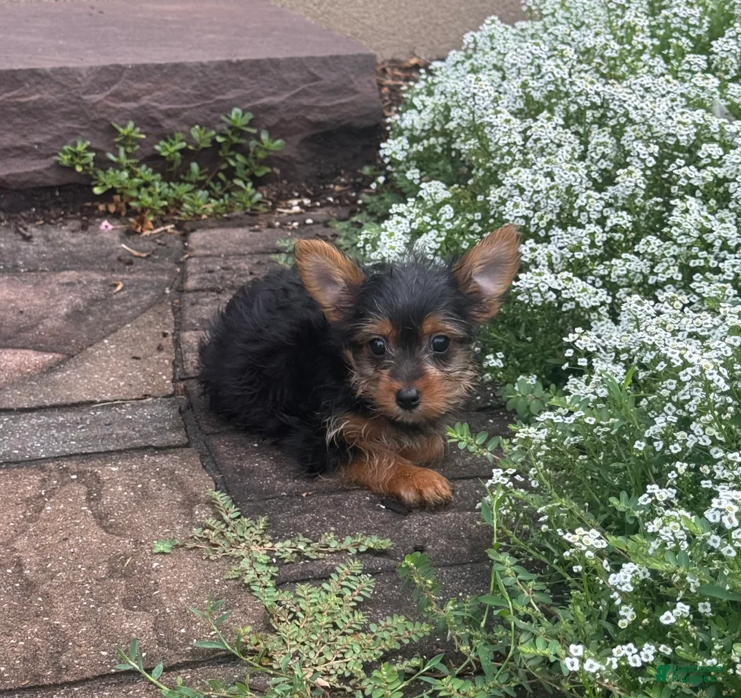 Yorkshire Terrier dogs for sale: Yellar - Ad 2