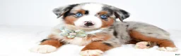Miniature Australian Shepherd dogs for sale: Ami - Ad 5