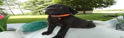 Sheprador dogs for sale: Sheprador 9 Malinda - Ad 2