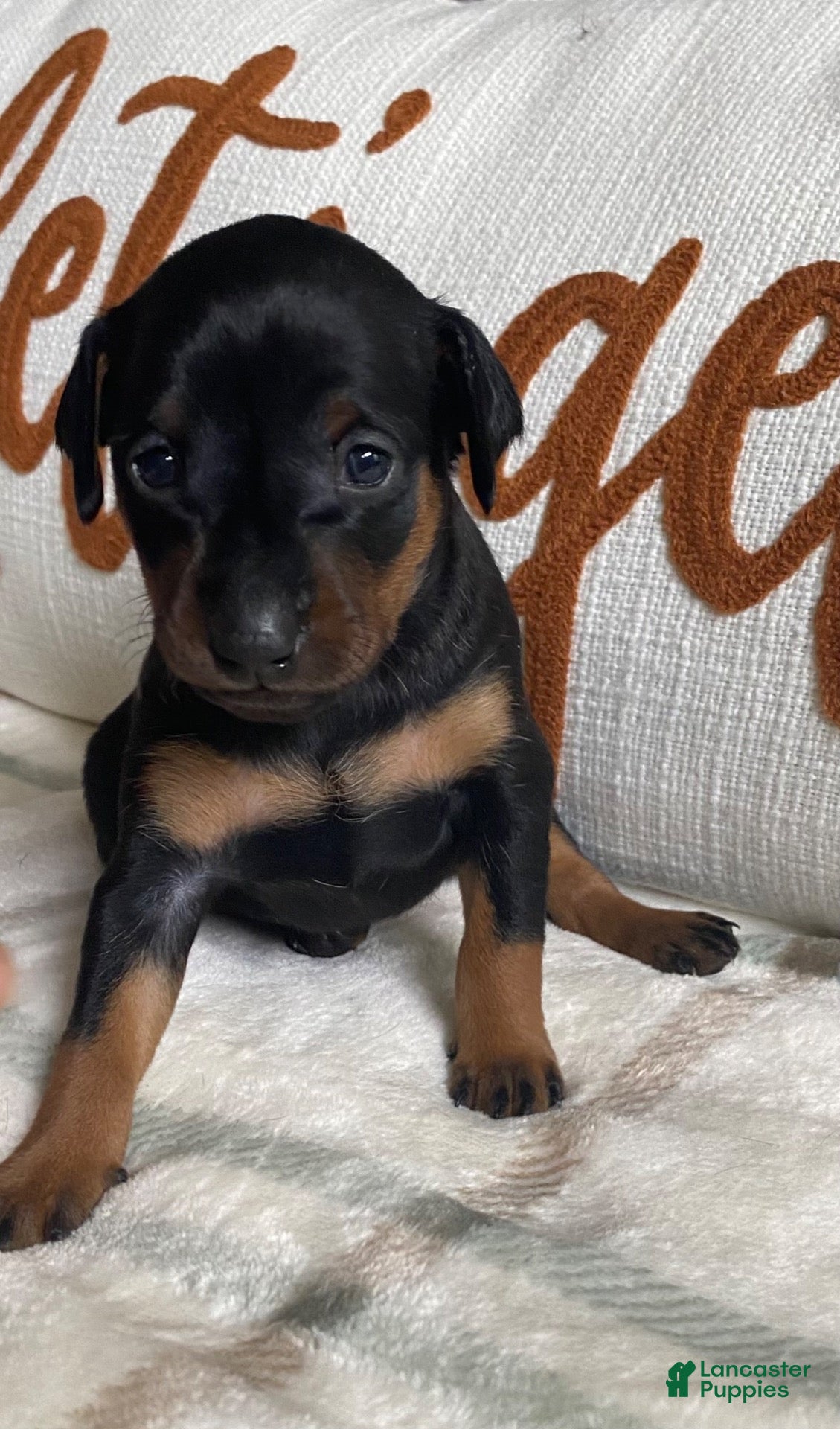 Miniature Pinscher (Miniature Pinscher, Male) in Canton Township, MI