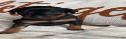 Miniature Pinscher dogs for sale: Miniature Pinscher 1 - Ad 1