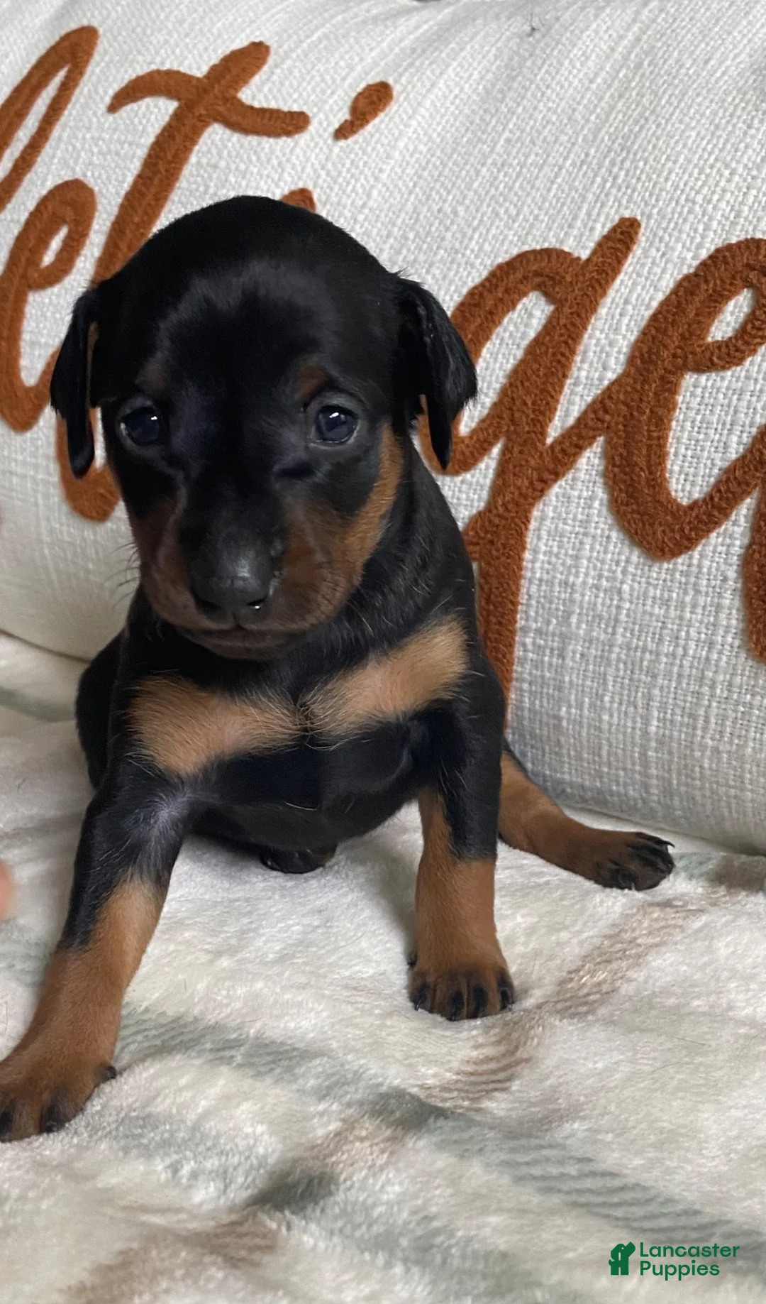 Miniature Pinscher dogs for sale: Miniature Pinscher 1 - Ad 1